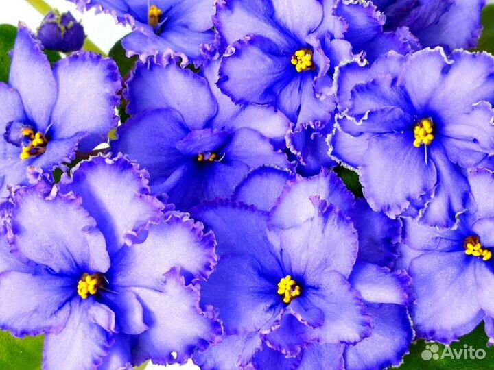 Фиалки детки