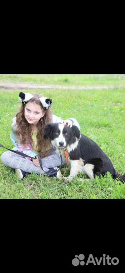 Ферзик ищет дом собака в добрые руки