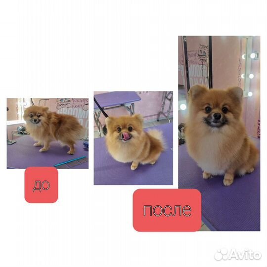 Грумер собак, кошек, выезды на дом