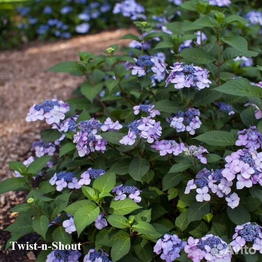 Гортензия Крупнолистная