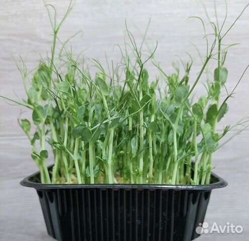Горох микрозелень купить в Красноярске | Товары для дома и дачи | Авито