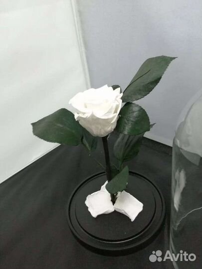 Роза в колбе