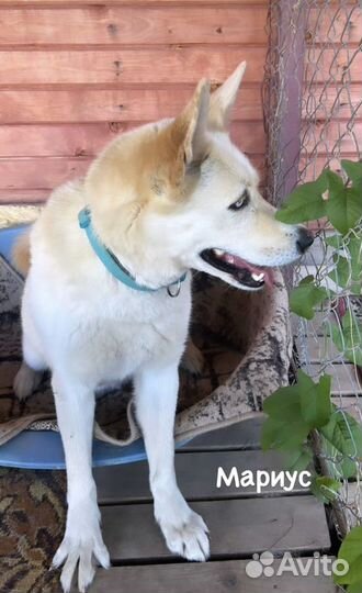 Собака из приюта ищет дом