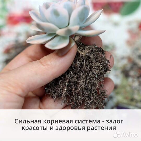 Руководство 