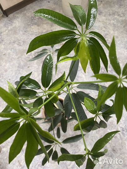 Редкая шеффлера angustifolia узколистная