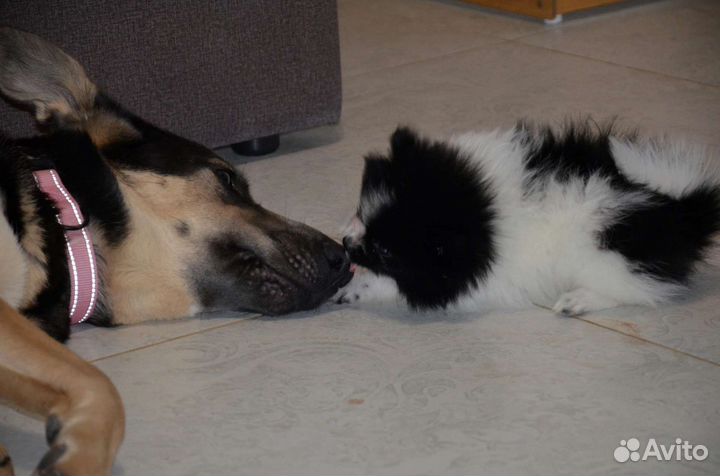 Померанский шпиц