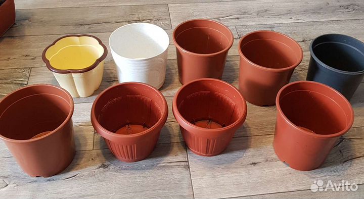 Комнатные растения