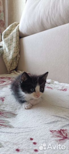 Котята в добрые руки 1 месяц