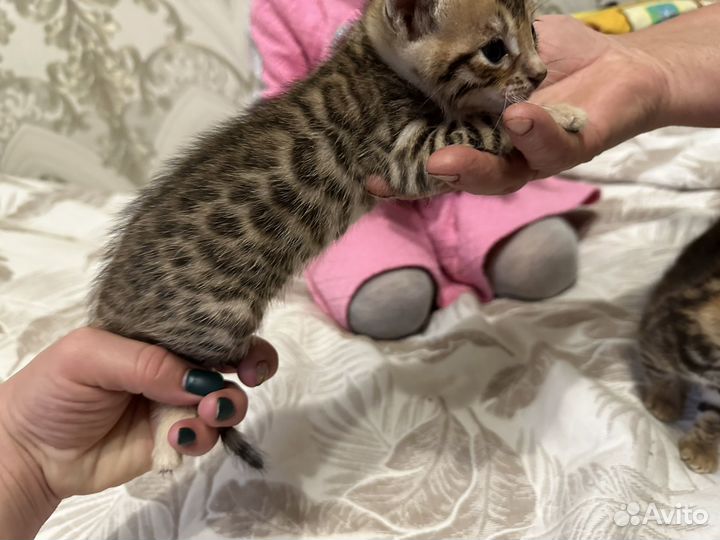 Бенгальская