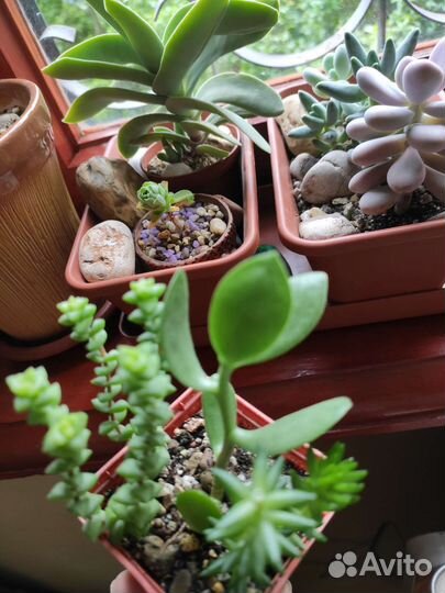 Суккуленты излишки