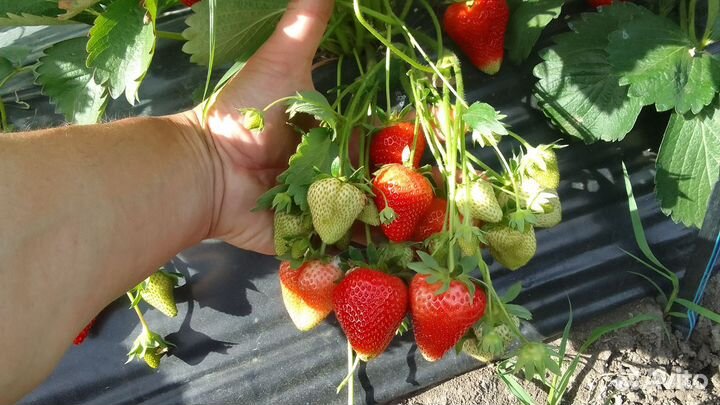 Рассада клубники Априка