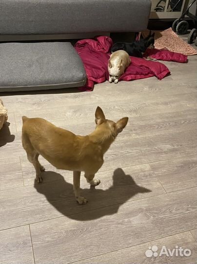 Выгул, зооняня, передержка, Догситтер Центр