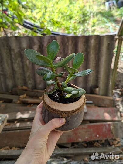 Кактусы и суккуленты