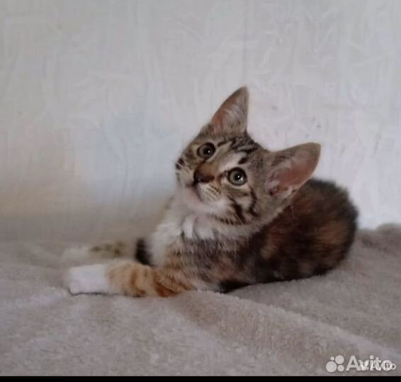 Девочка трехцветка в добрые руки