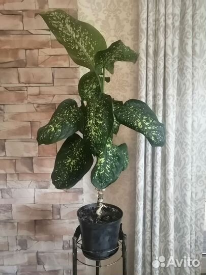 Диффенбахия