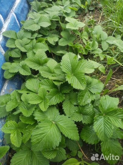 Земклуника пенелопа ростки