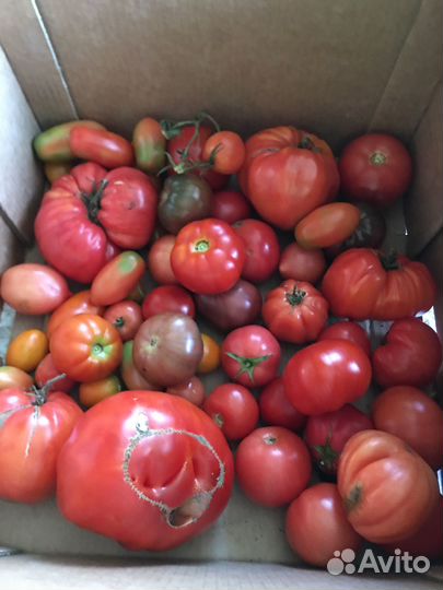 Помидоры домашние