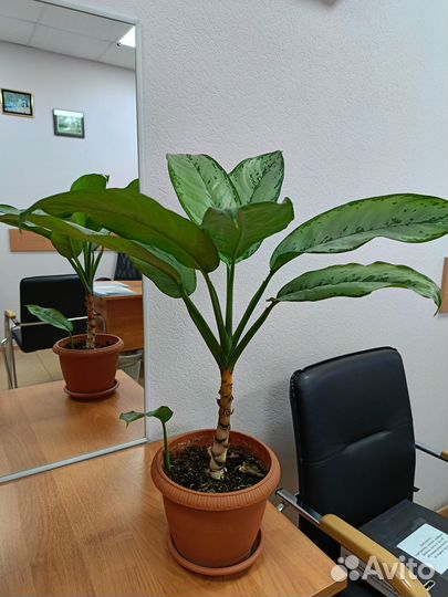 Продам аглаонему