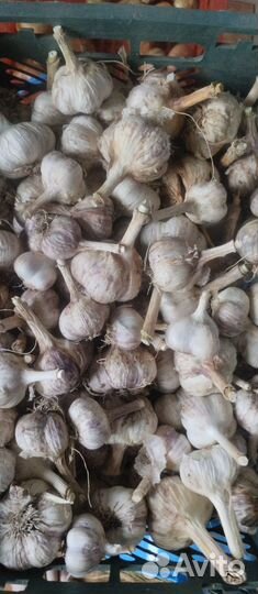 Чеснок