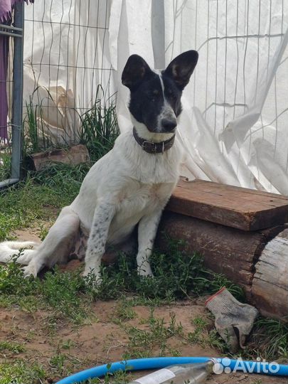Собака в добрые руки отдам бесплатно щенки