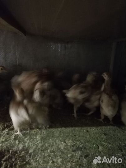 Цыплята 2 месяца