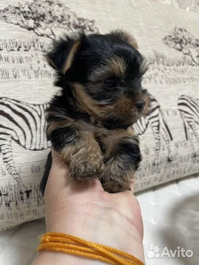 Щенки йорка mini baby фэйс