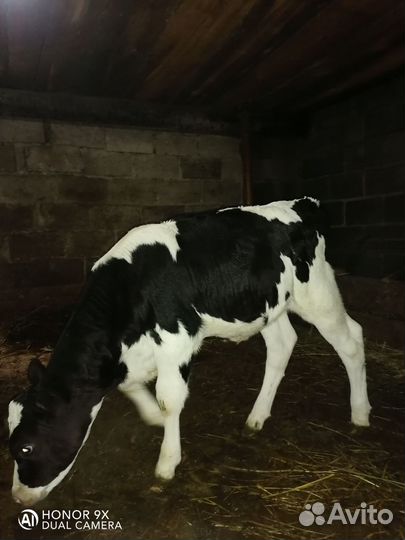 Теленок 1мес.8д