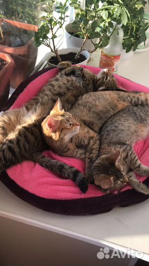 Кошка в добрые руки