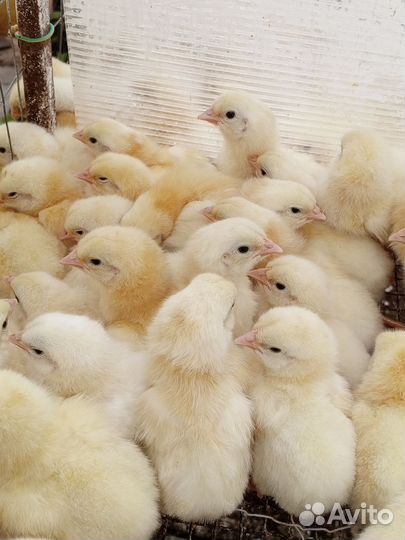 Цыплята бройлеры Росс 308