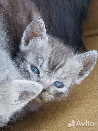 Британские котята