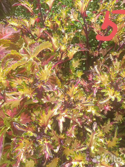 Колеусы срезы