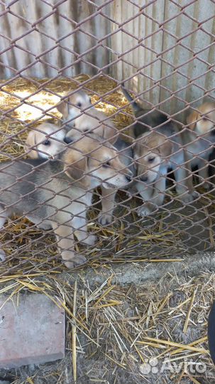 Продаются щенки Русская гончая