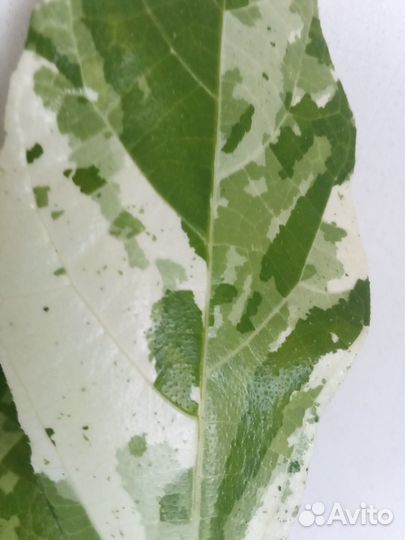 Фикусы редкие