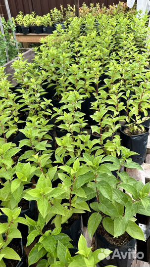 Саженцы гортензии метельчатой Полярный мишка