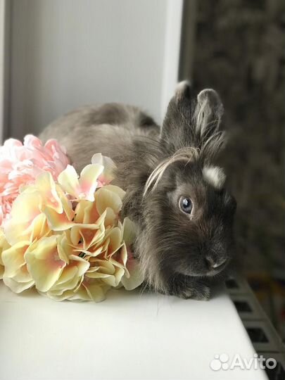 Декоративные кролики