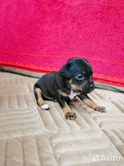 Милые крошки