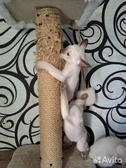 Ориентальные котята