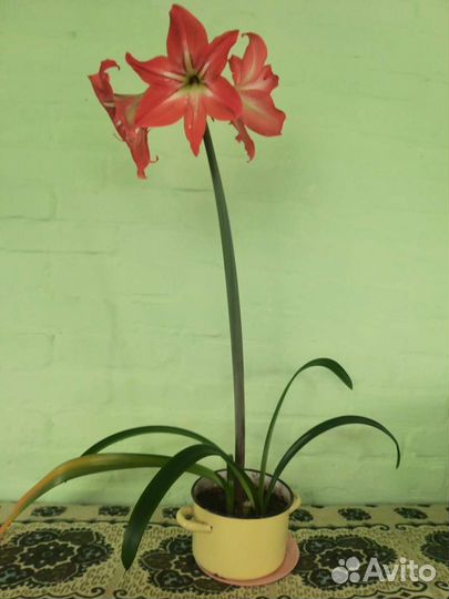 Гиппиаструм