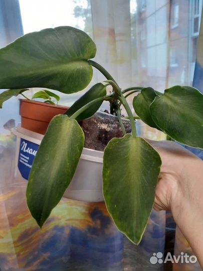 Филодендроны