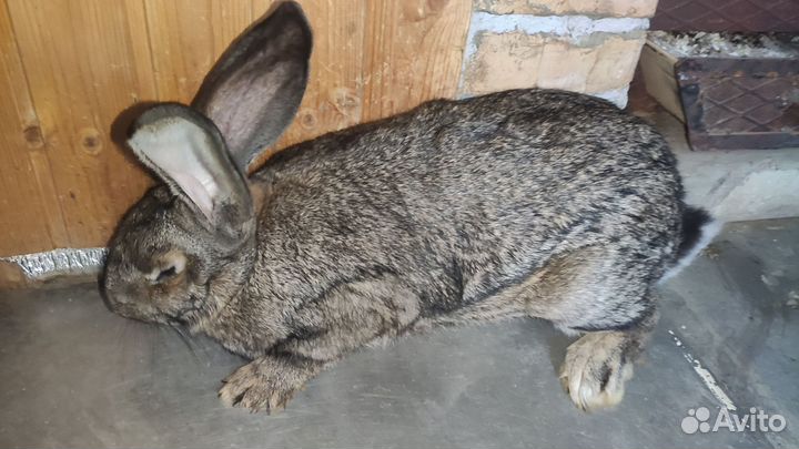 Кролики самки