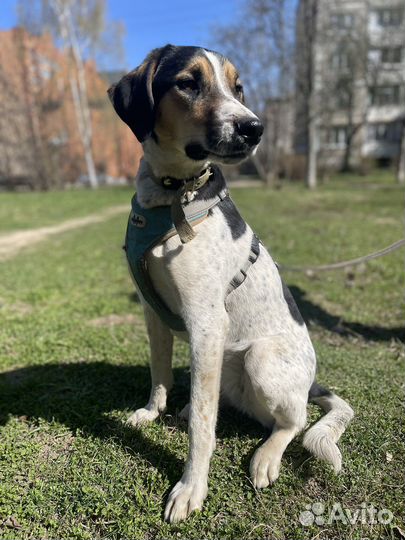 Марточка гончая