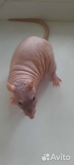 Крыски Сфинкс