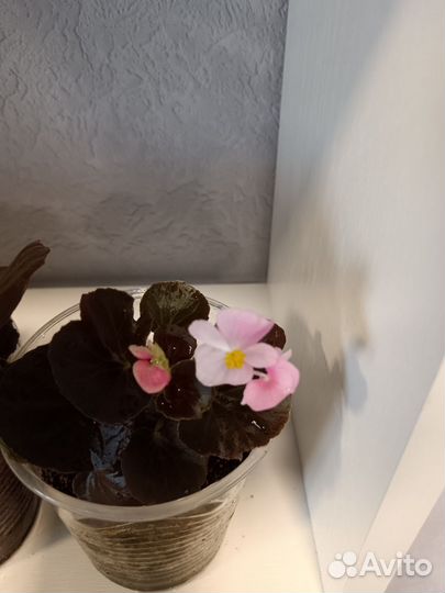 Бегония вечноцветущая