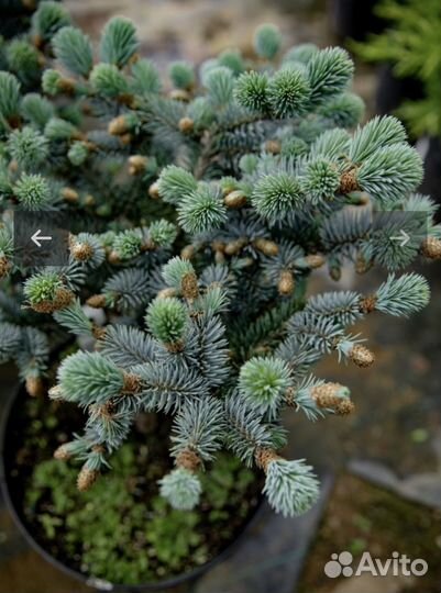 Ель Глаука Глобоза