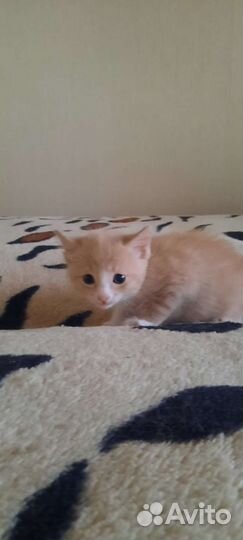 Котята рыжей Ангорской кошки