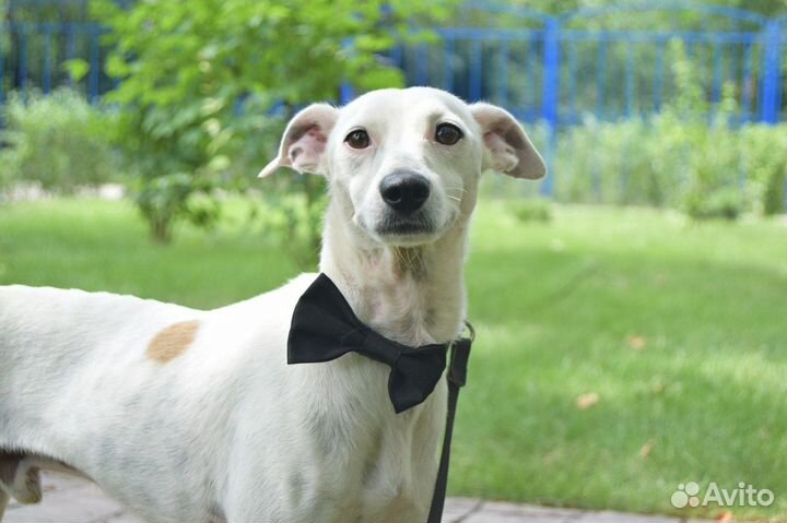 Гарик - метис левретки