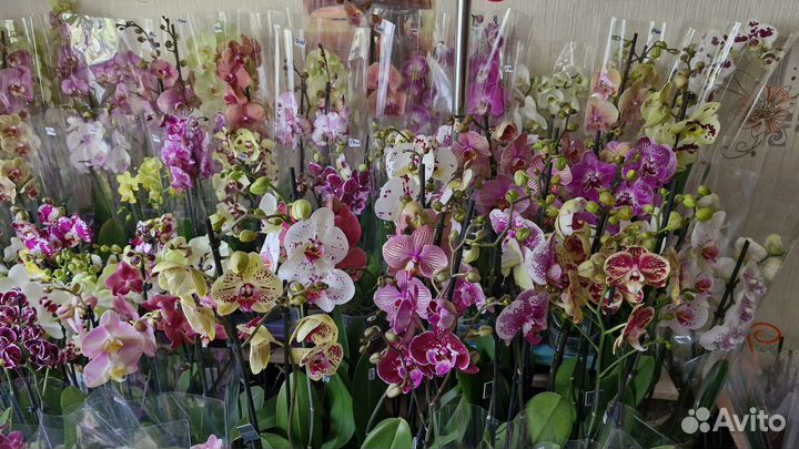 Орхидеи разные в наличии