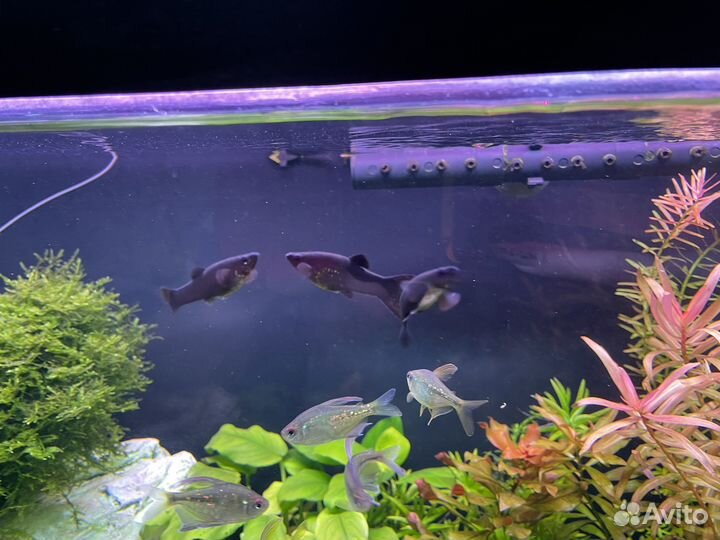 Рыба молинезия