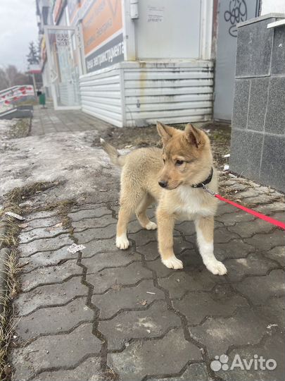 Мальчик в добрые руки