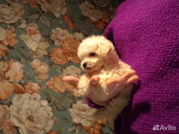 Мальтипу Супер микро Мини ф1f1 Москва